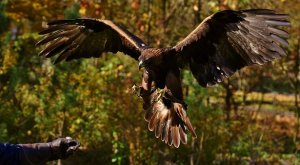 raptor post adler-2872813__340